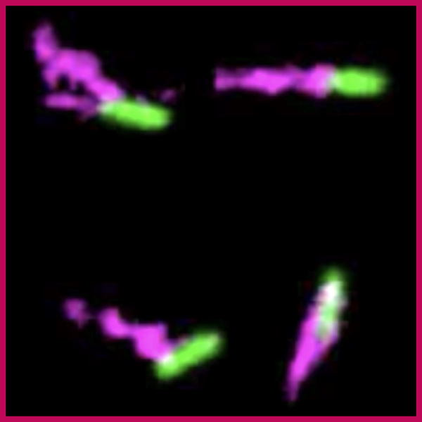 Prof. Sujit Datta: <i>Snapshots of fluorescent E. coli (green) with labeled flagella (magenta).</i>