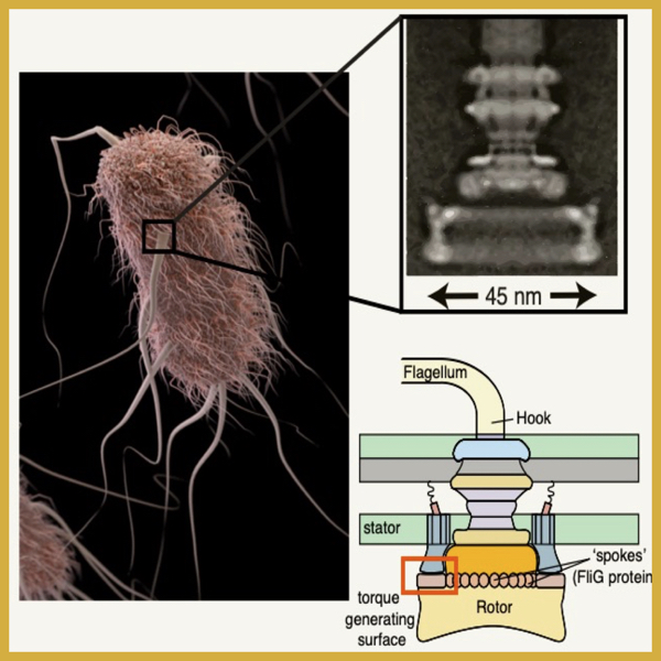 Dr. Jasmine Nirody: <i>The nanoscale flagellar motor drives swimming in most known bacteria</i>