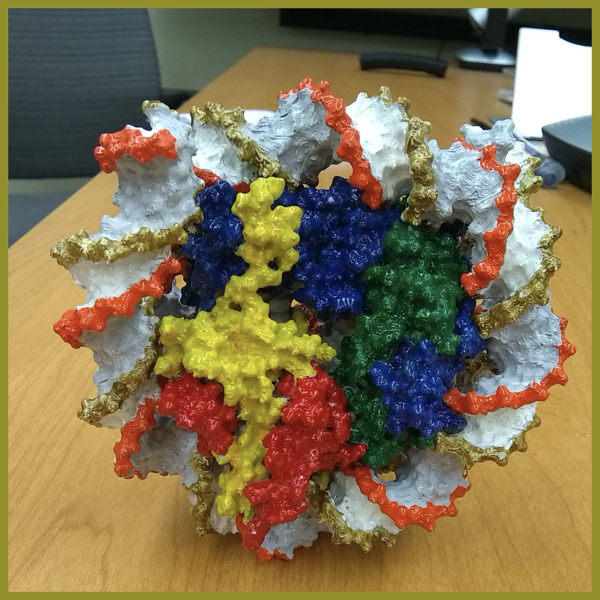 Prof. Taekjip Ha: <i>A hand-painted 3D model of a nucleosome</i>