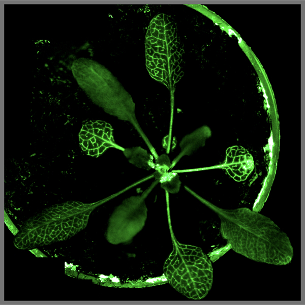 Prof. Alex Costa: <i>Hidden world revealed: in vivo study of Ca2+ dynamics in plants</i>
